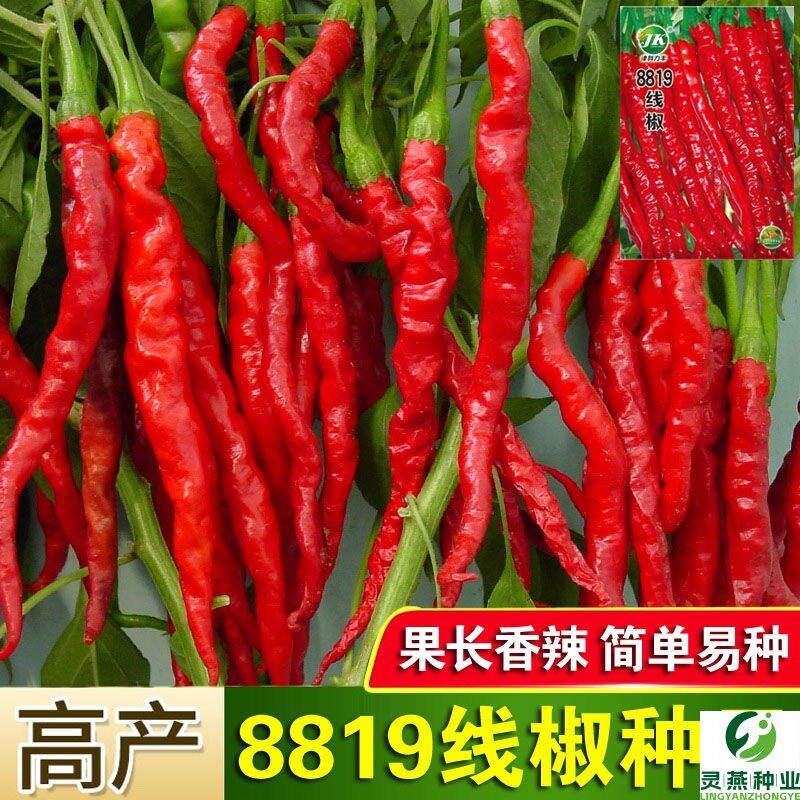 8819线椒种子香辣超辣干辣椒皱皮红辣椒高产线椒农家大田蔬菜种籽
