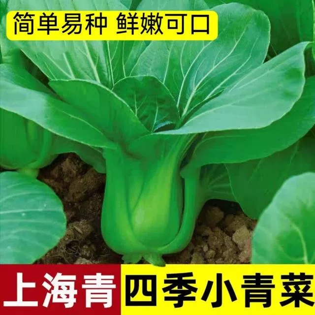 上海青种子蔬菜种青菜小白菜四季