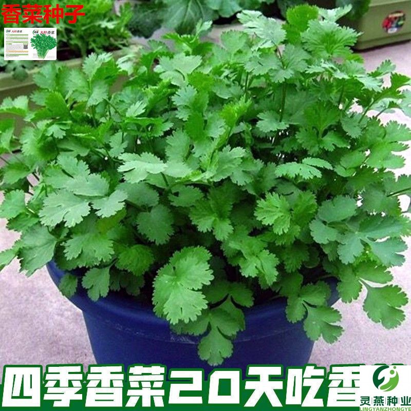 四季速生香菜种子阳台室内花卉盆栽庭院蔬菜种子家用室内播种种籽