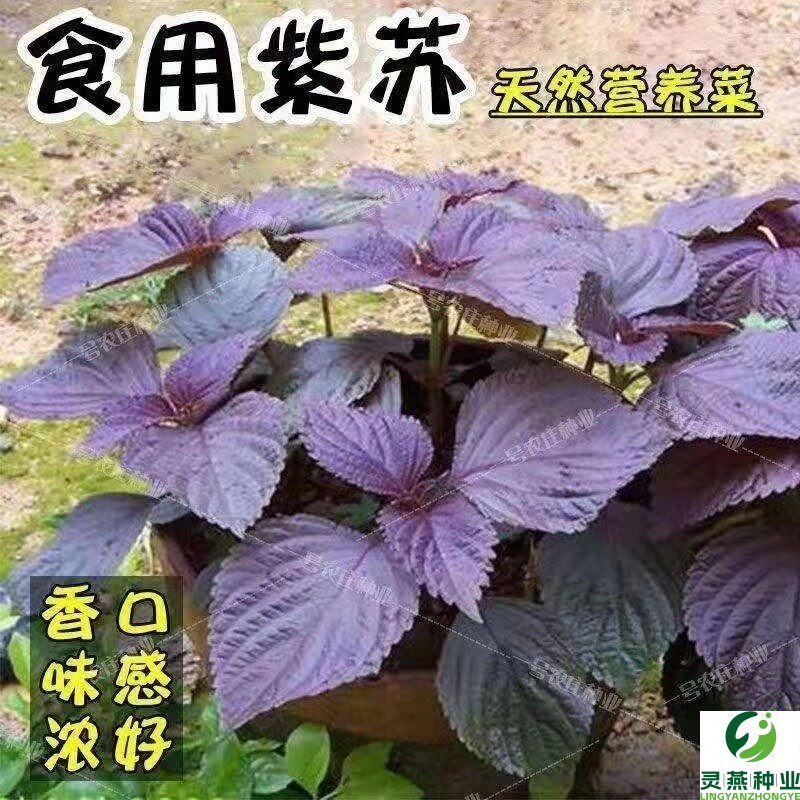 可食用紫苏种子 春夏秋四季播蔬菜籽 阳台盆栽大田紫绿大叶紫苏种