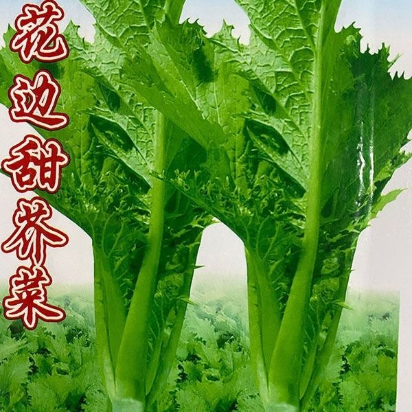甜芥菜种子香港花边甜芥菜青菜蔬菜种子叶子菜四季播抗病易种原装