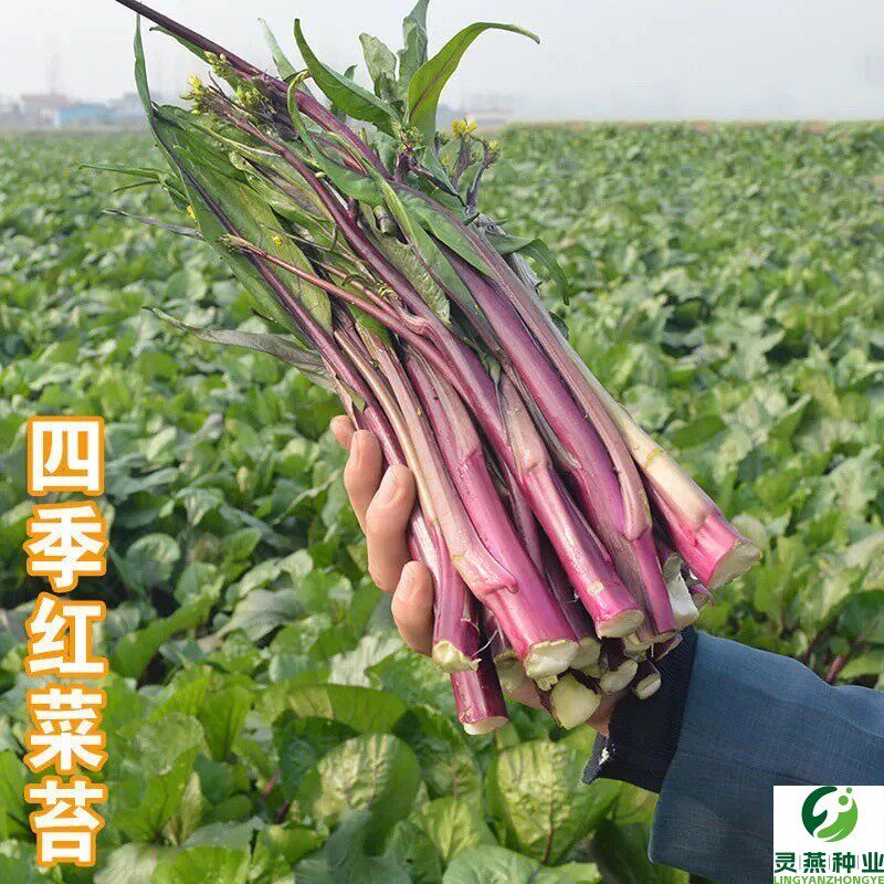 红菜苔种子苔粗美味鲜嫩红菜心种子紫菜薹高产阳台四季播蔬菜种子
