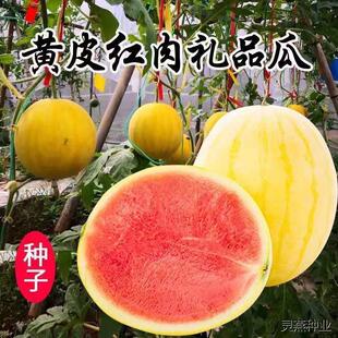 黄美人西瓜种子黄皮红瓤西瓜种籽春夏秋四季盆栽阳台西瓜水果种孑