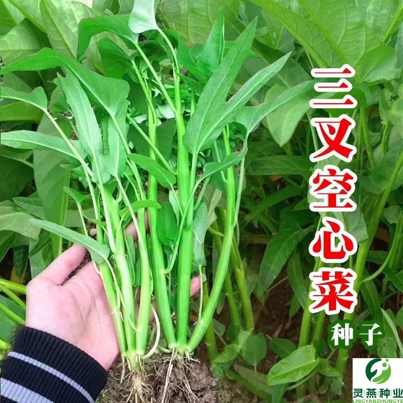 三叉空心菜种子通心菜种籽四季高产阳台盆栽大叶青菜籽种蔬菜种孑