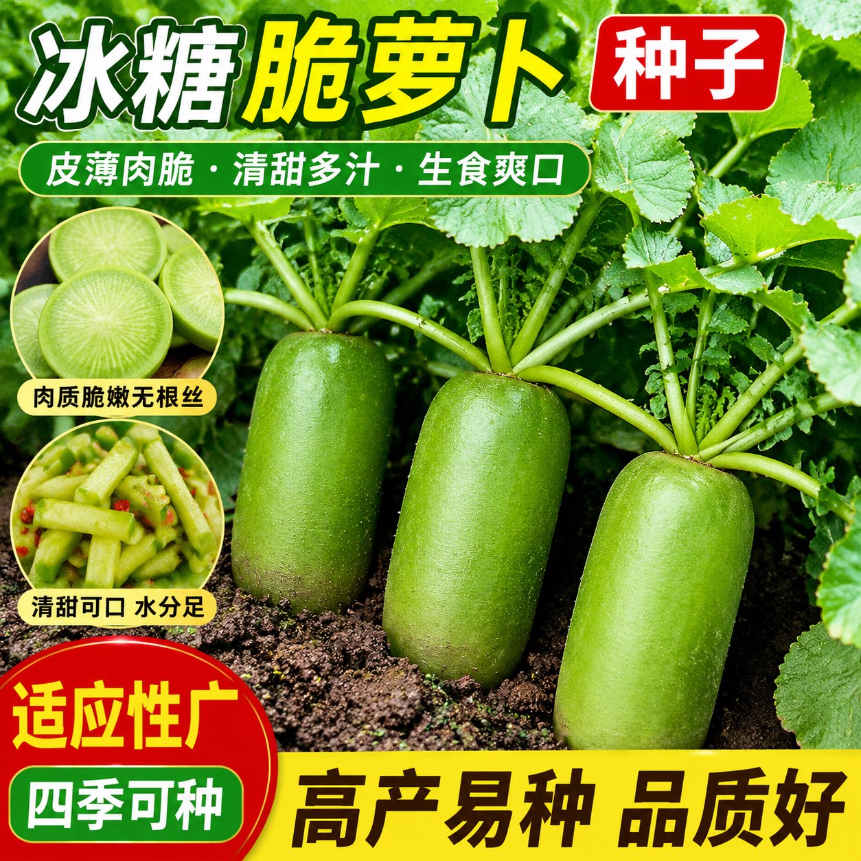 冰糖脆水果萝卜种子耐热抗高温