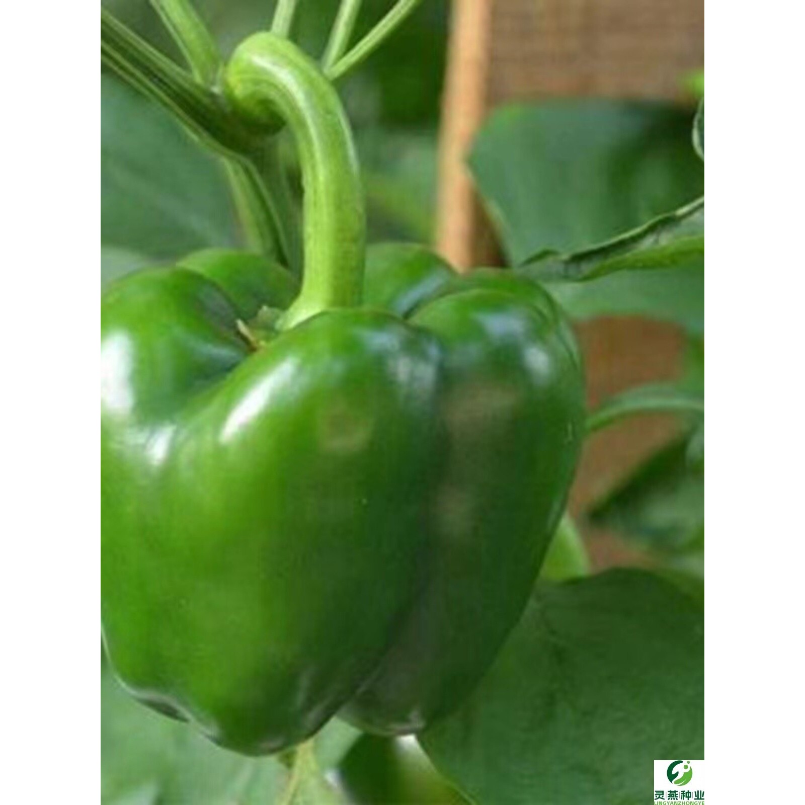 特大甜椒种子大甜椒青椒灯笼椒菜椒辣椒种子阳台春秋冬季蔬菜种子