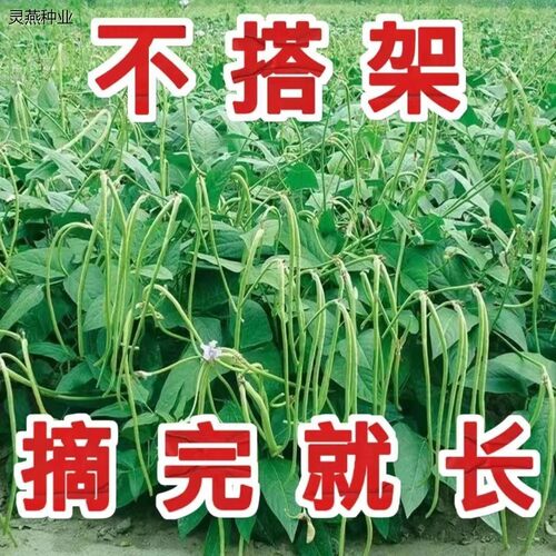 无架长豆角种子苗早春豇豆四季豆蔬菜种籽菜种大全孑子豆种籽种秧