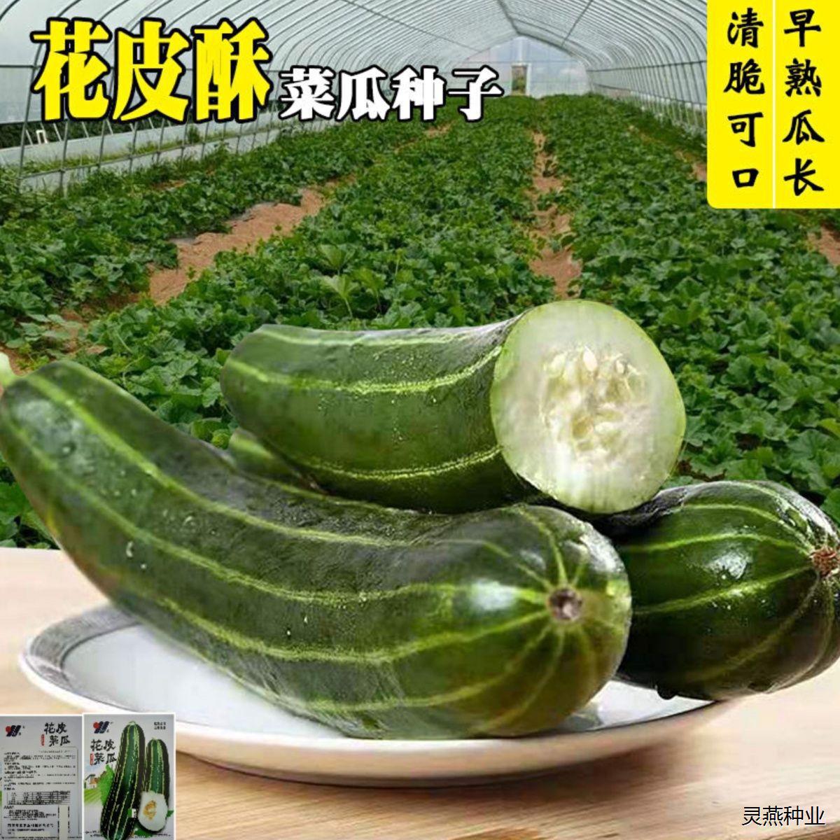 花皮菜瓜种子花皮酥瓜种子梢瓜烧瓜花皮脆瓜种子菜瓜种籽早熟高产