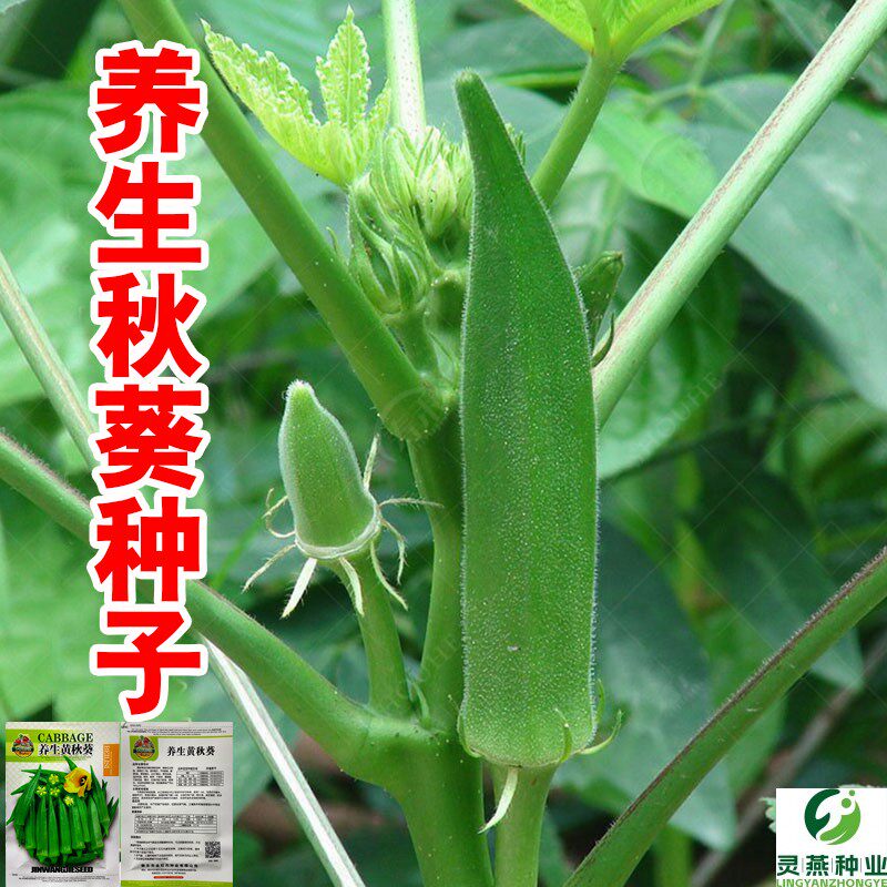 原装正品养生黄秋葵种子高产水果红秋葵种孑苗四季阳台盆栽蔬菜籽