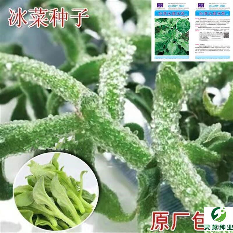 冰菜种子蔬菜四季易植耐寒水晶冰菜南北方新品种高钙纯正蔬菜种子