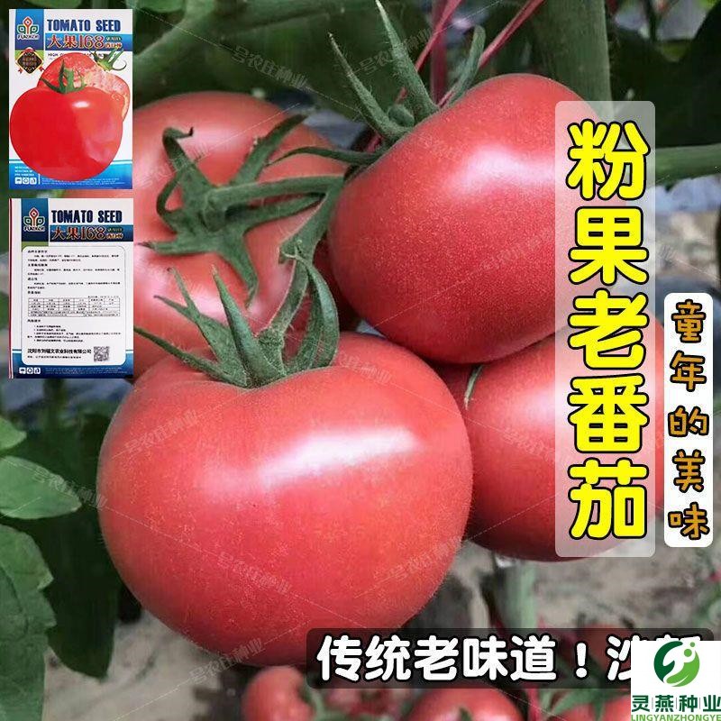 番茄种子春季大西红柿种籽四季菜粉红沙瓤柿子盆栽西红柿蔬菜种孑