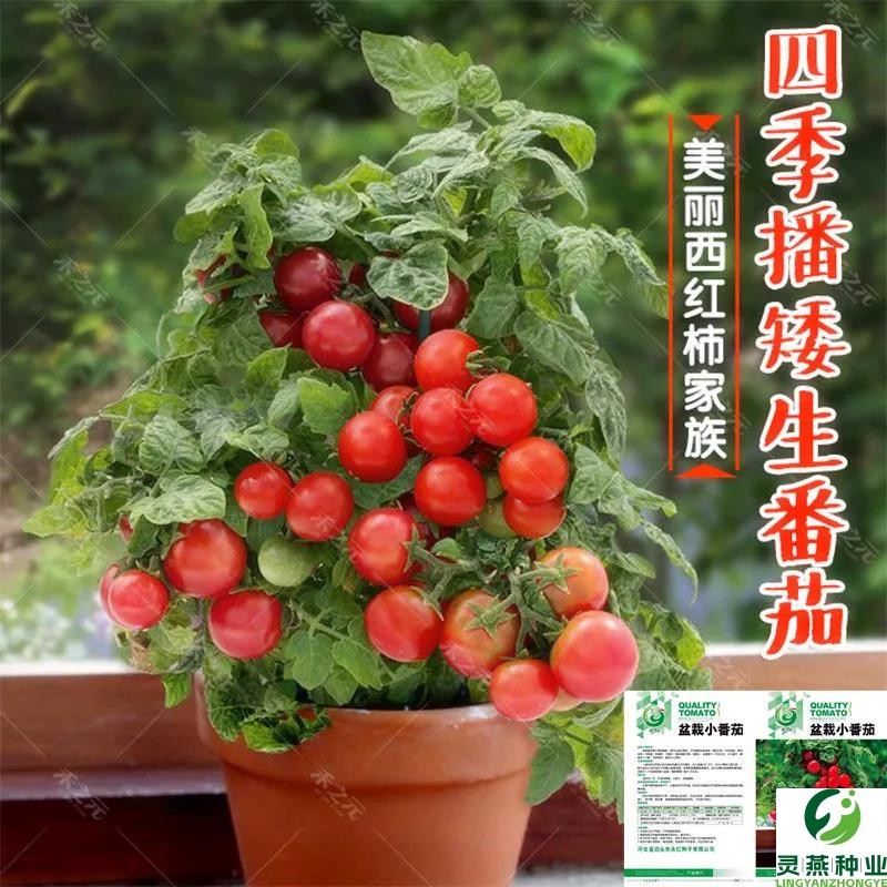 矮生盆栽小番茄种子蔬菜种孑苗樱桃小西红柿圣女果四季春阳台种籽