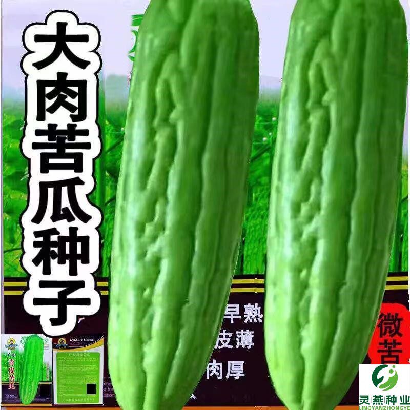油绿苦瓜种子高产大肉苦瓜种籽春秋易种南北方庭院农家蔬菜种子