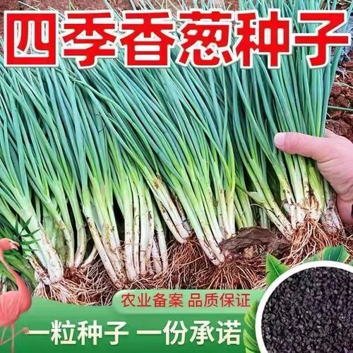 小香葱籽种子四季易种小葱种子阳台室内盆栽葱种子家庭菜种子