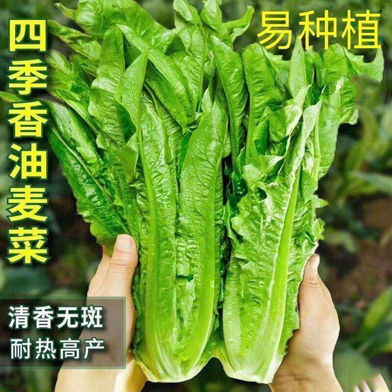 油麦菜种子四季播种阳台盆栽高产