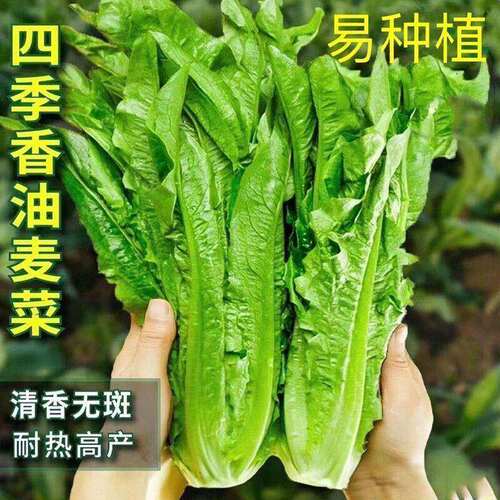 油麦菜种子四季播种阳台盆栽高产