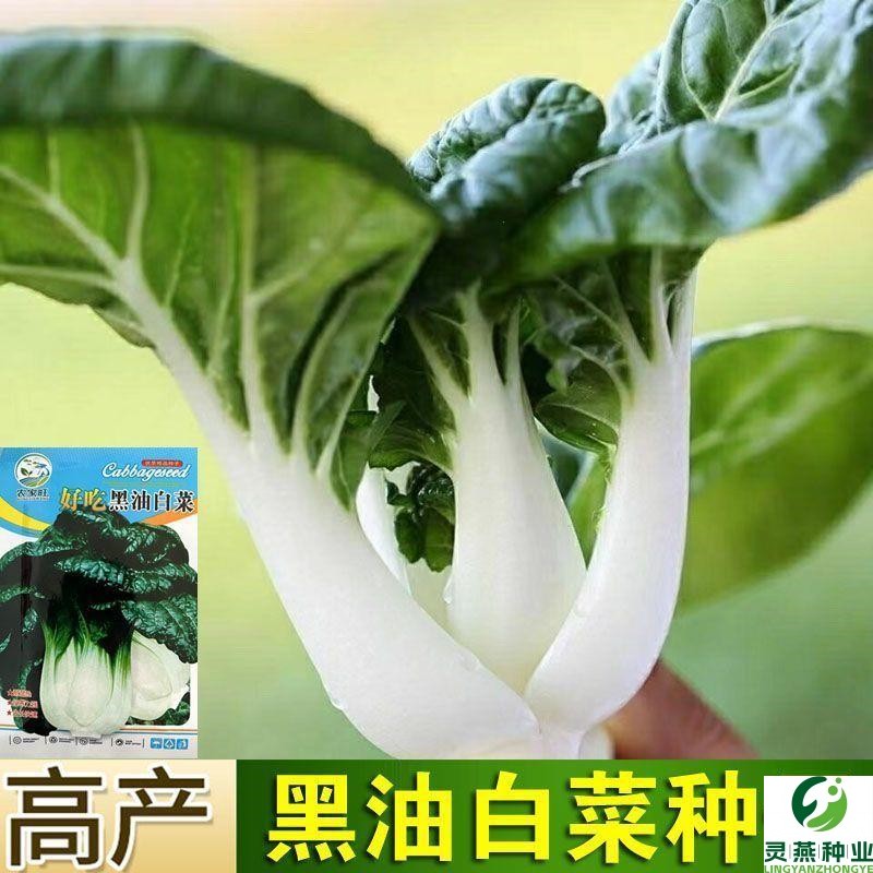 美味黑油白菜种子黑奶油白菜籽油冬菜耐寒秋冬季春四季播蔬菜种籽