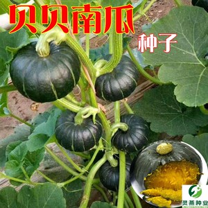 绿贝贝南瓜种籽板栗味迷你小南瓜软糯香甜高产农家蔬菜种子孑四季