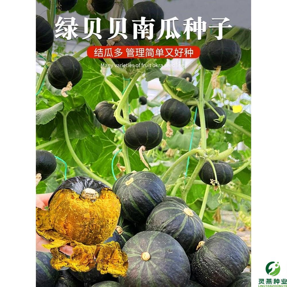 贝贝板栗南瓜种子春秋四季绿面瓜板栗味粉糯香甜粟小南瓜窝瓜种籽