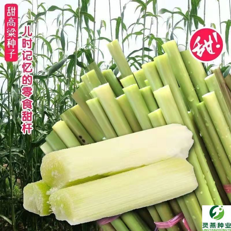 北方甘蔗种子甜杆种子甜高粱芦栗甜秫秸春季园艺种植脆甜多汁