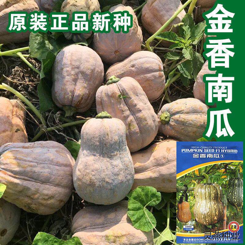 小蜜本南瓜种子肉厚板栗味甜面糯南瓜种籽食用南瓜种籽高产蔬菜孑