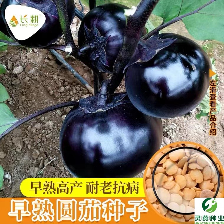 圆茄种子茄子种籽高产黑紫特大圆茄籽春四季播阳台盆栽蔬菜种孑