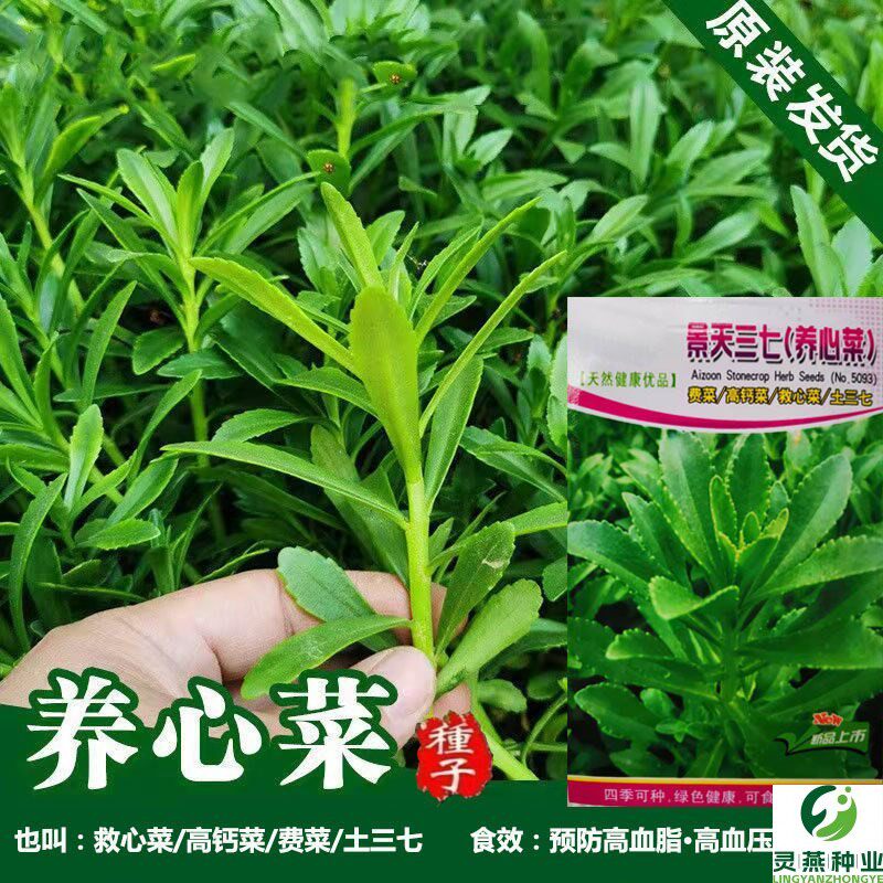 高钙养心菜救心菜种子 食用观赏费菜种籽 景天土三七保健蔬菜种子