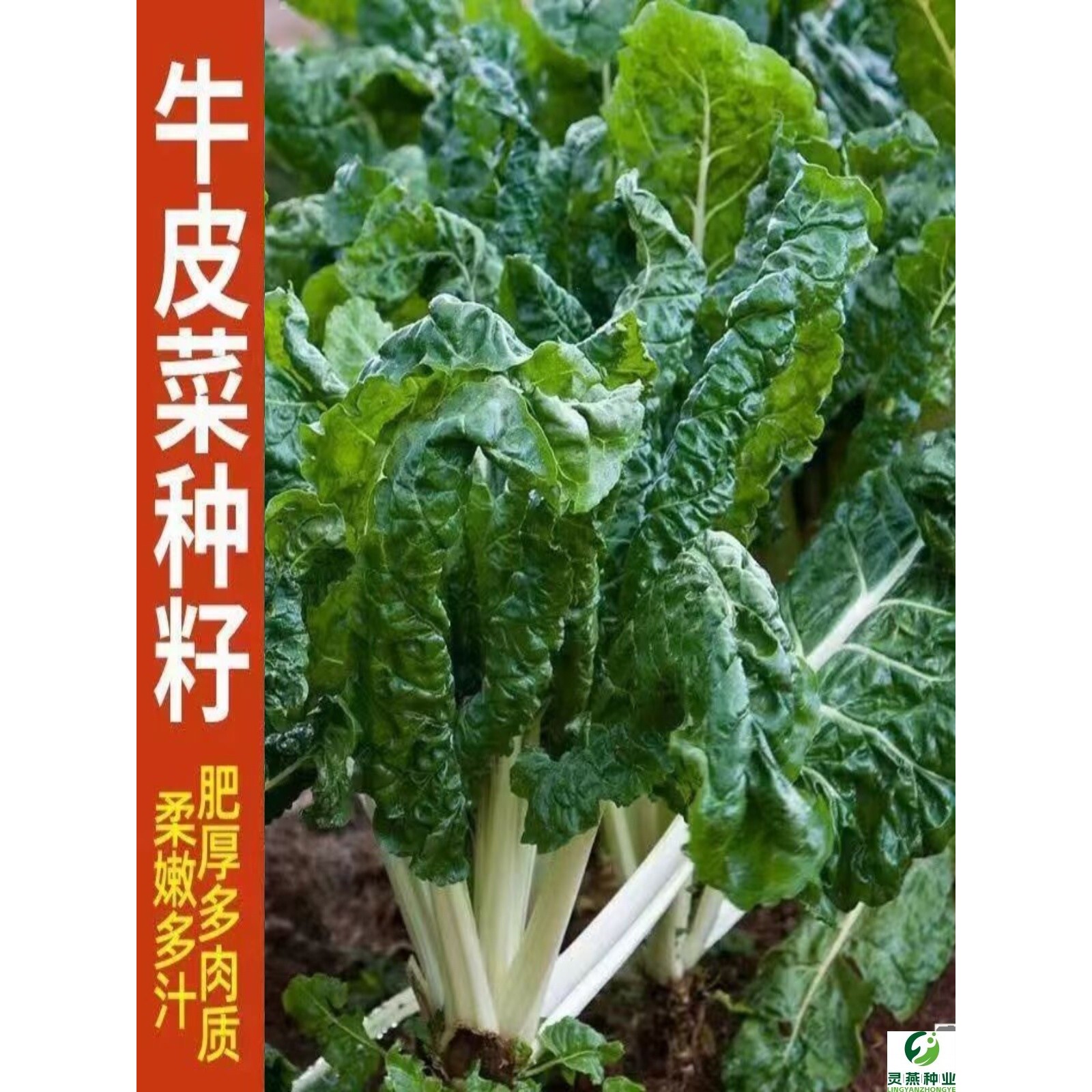 春不老厚皮菜种子白梗甜菜牛皮菜籽四季播耐寒猪肚菜易种蔬菜种子