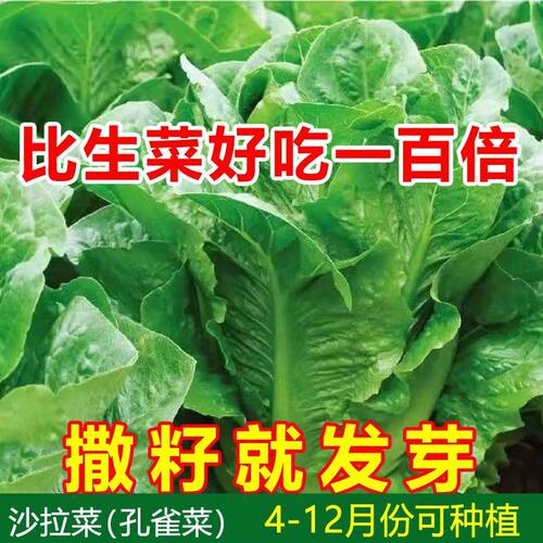 孔雀菜种子罗马生菜种孑四季沙拉菜种籽四季种植耐寒阳台盆栽蔬菜
