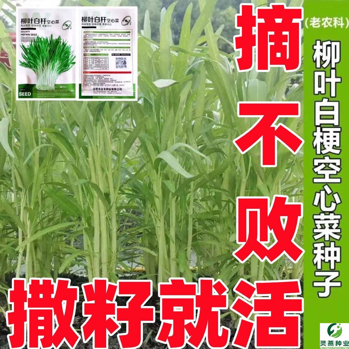 柳叶白梗空心菜种子四季高产白骨通心菜小叶耐热耐寒雍菜蔬菜种籽
