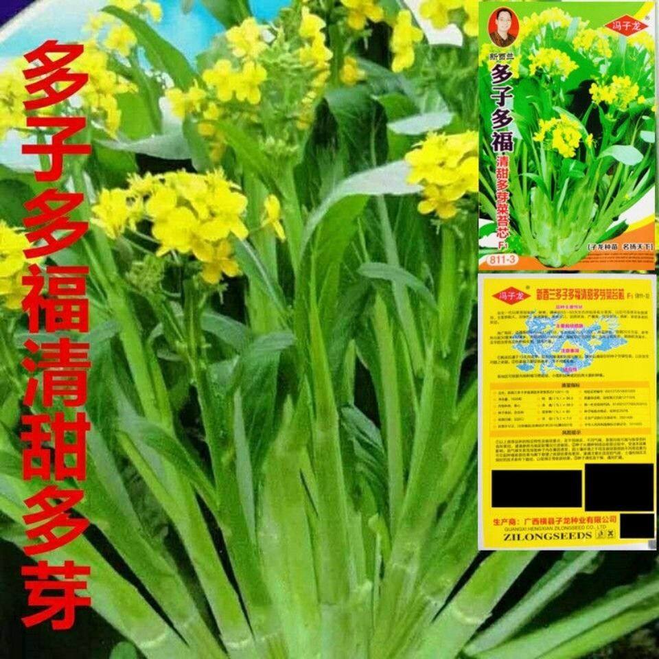 多子多福甜菜心种子多心