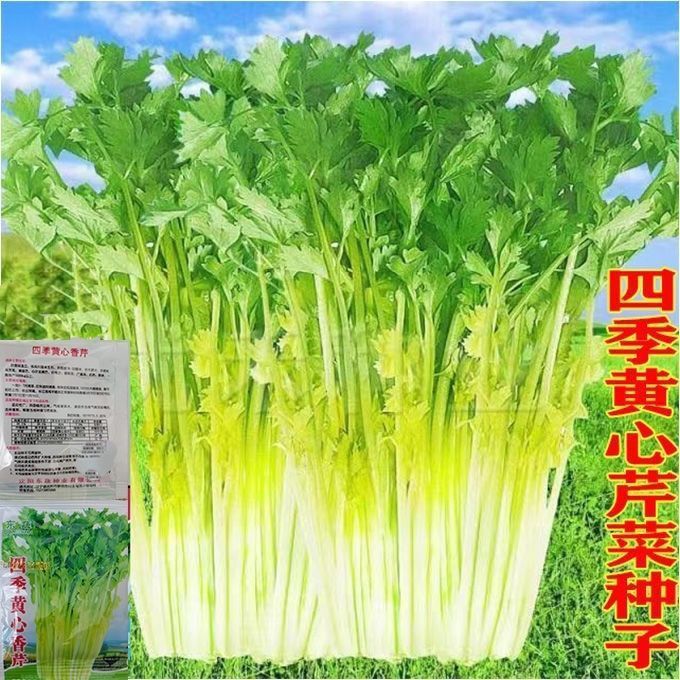 四季黄心香芹种子易播种耐热耐寒高产纤维少香味浓四季蔬菜种子