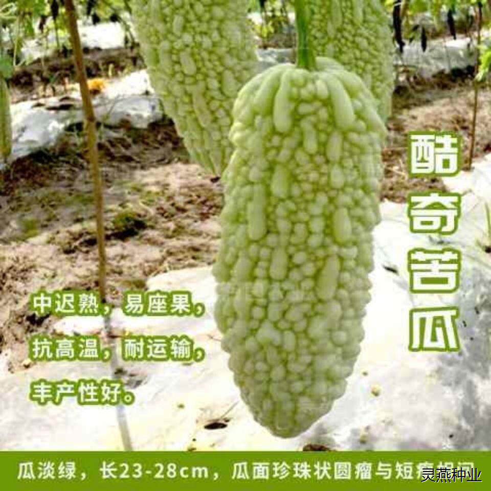 珍珠苦瓜种子酷奇苦瓜种子大肉苦瓜不苦厚肉苦瓜种籽春秋蔬菜种子