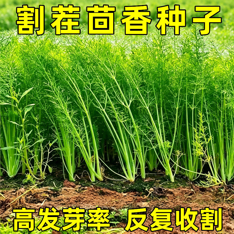 割茬茴香种子四季农家园艺高产