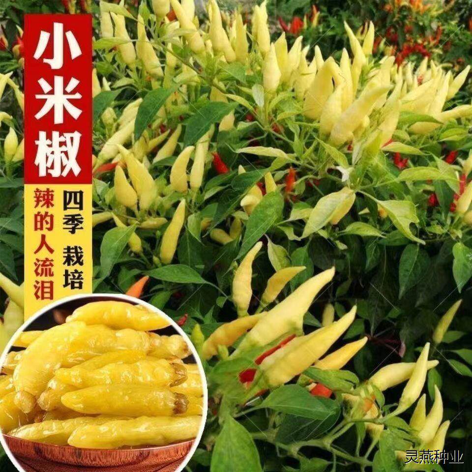黄朝天椒野生泡椒香辣小米辣特辣青黄色阳台高产早熟蔬菜种子大全