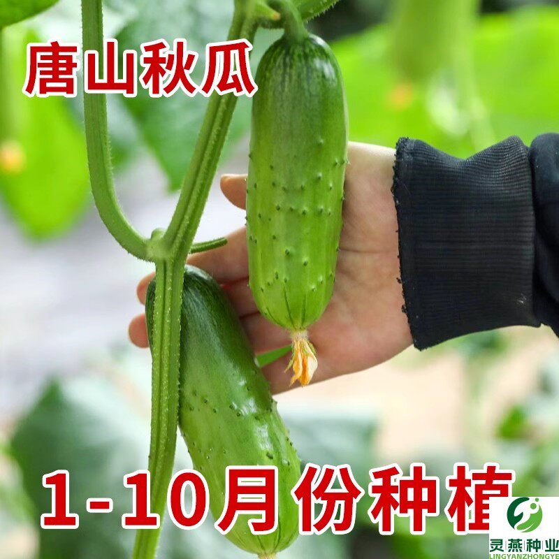 唐山秋瓜种子旱黄瓜种籽种籽高产水果秋黄瓜阳台盆栽春秋季蔬菜子