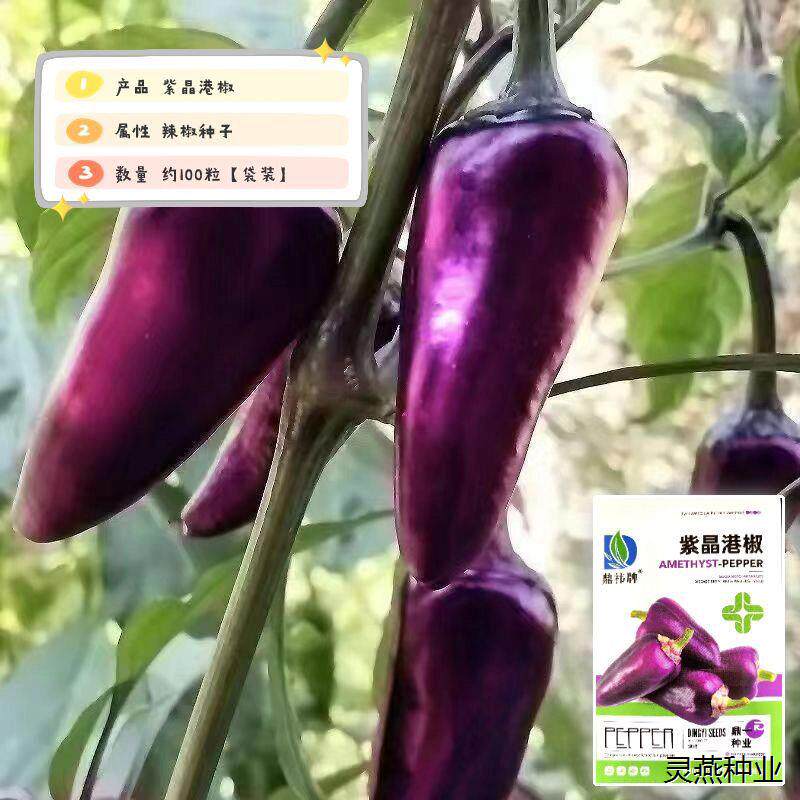 紫晶特辣食用香辣新品紫色贡椒泡椒种籽阳台盆栽四季港椒种子新品