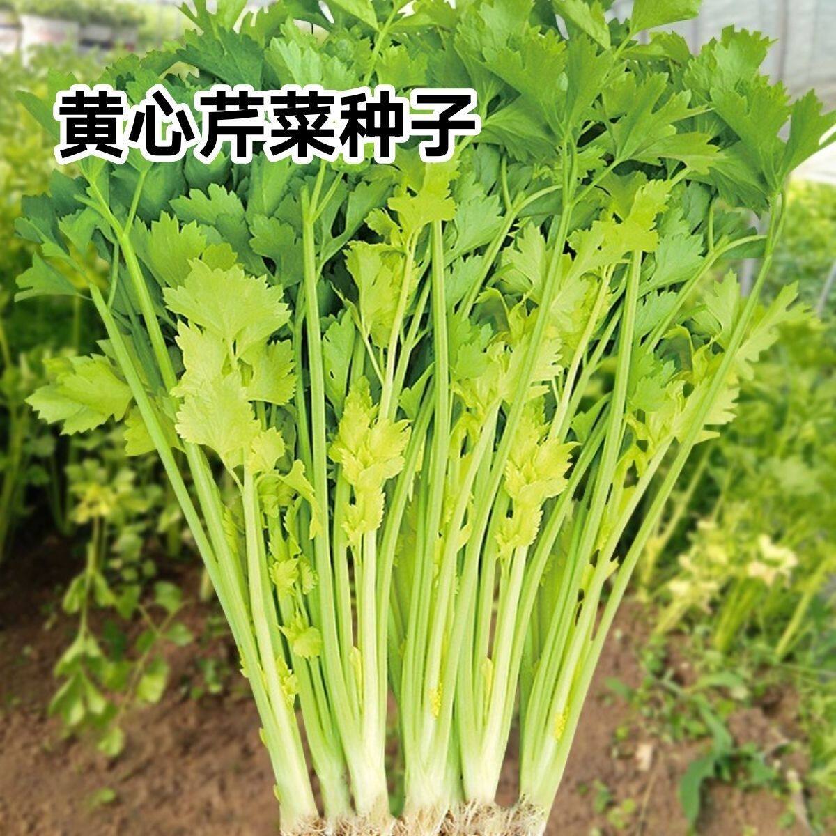 黄心香芹种子四季黄心芹种子抗热耐寒农家菜园盆栽香芹芹菜种子
