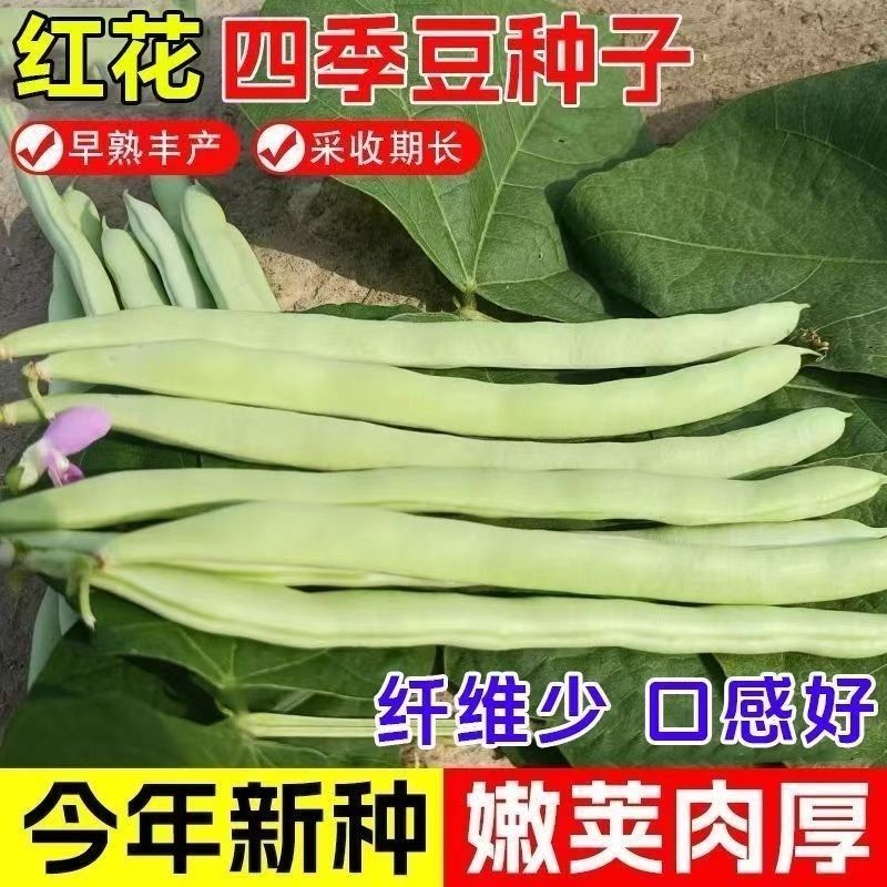 红花四季豆种子阳台庭院早熟高产
