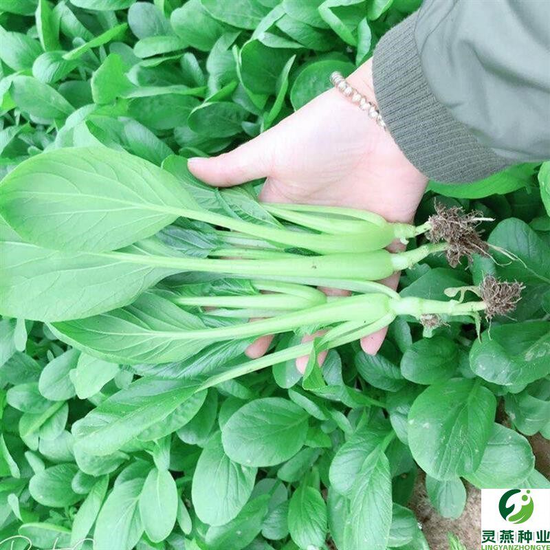 优美小松菜种子杂交小菘菜好吃易种口感好耐热耐寒四季播青菜新种