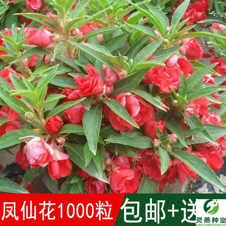 凤仙花种子籽四季庭院盆栽地栽凤仙透骨草指甲花急性子桃红金凤花