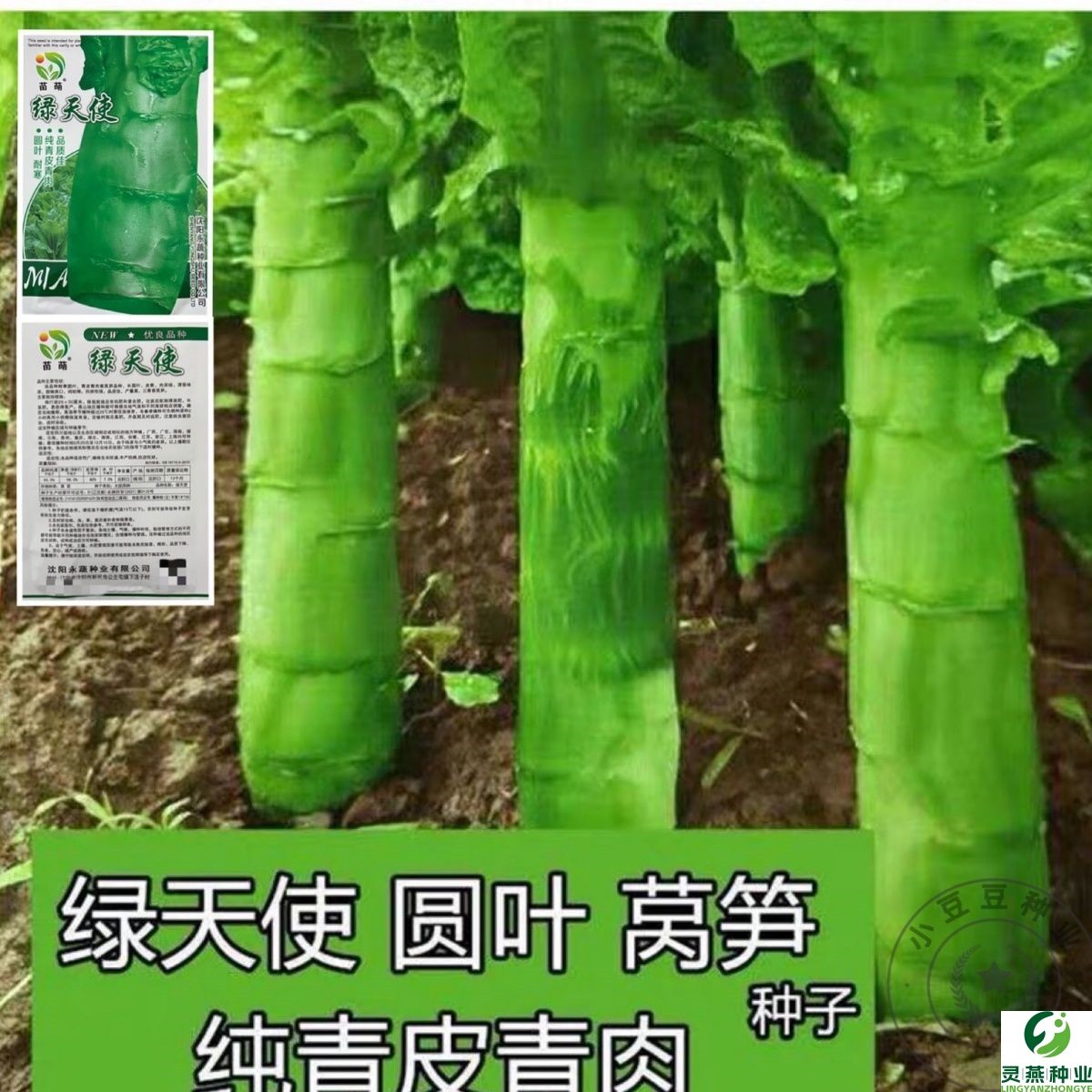 圆叶绿莴笋种子纯青皮青肉莴苣高产耐寒秋冬春季农家蔬菜种籽