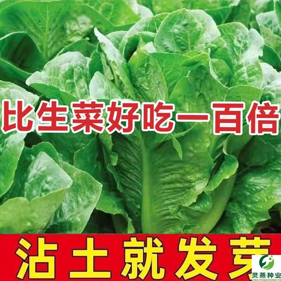 孔雀菜种子一年四季种可生吃高营养直立生菜种子田园盆栽沙拉生菜