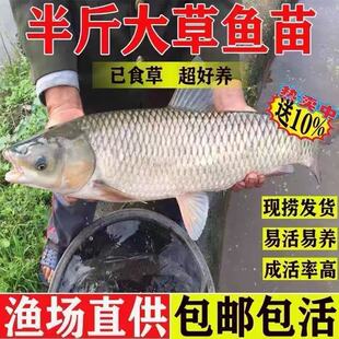 大草鱼苗淡水养殖食用皖鱼特大鲜活便宜半斤脆肉草鱼苗20厘米