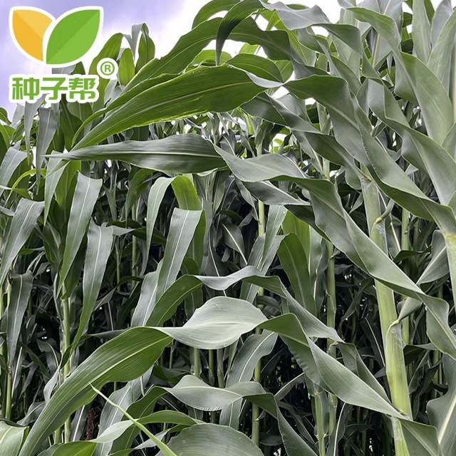 甜高粱种子中科甜438中科甜968新型饲用巨型甜高粱营养均衡产量高
