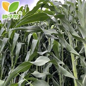 甜高粱种子中科甜438中科甜968新型饲用巨型甜高粱营养均衡产量高