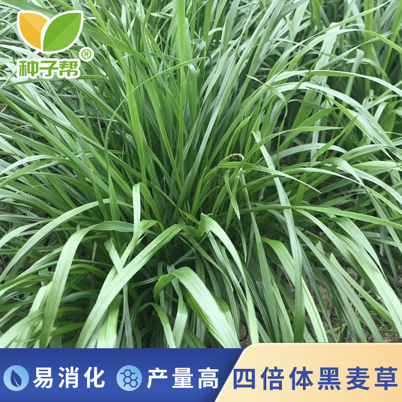 四倍体黑麦草种子宽叶丰产牛羊猪兔鱼喜食不开花速生冬春牧草包邮