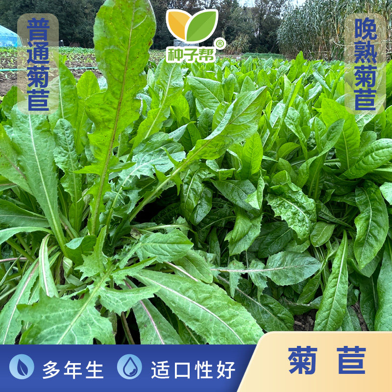 大叶菊苣种子多年生营养均衡耐旱抗寒阔叶菜养猪兔鸡鸭鹅四季牧草
