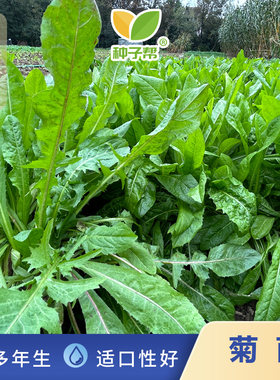 四季牧草耐寒多年生大叶菊苣种子