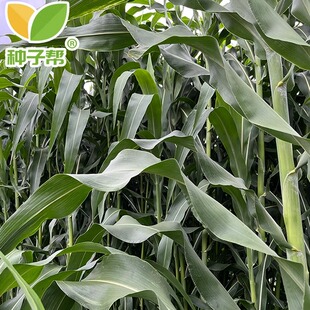 中科甜968甜高粱种子春夏播种新型耐旱种植养殖牛羊优质饲用牧草